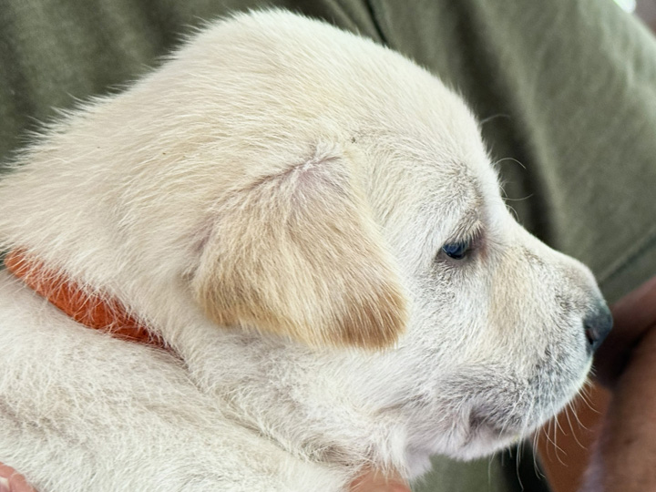 chinook puppy